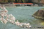洛中洛外京桜図　一見さんの桜に通の桜　編　その三 : 宇治川の流れは速い