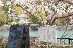 桜と茶だんごで宇治三昧
