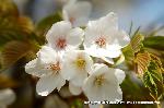 桜と茶だんごで宇治三昧