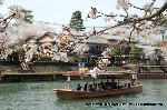 桜と茶だんごで宇治三昧 : 花・舟・川