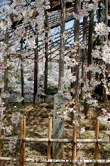 桜と茶だんごで宇治三昧 : 橘島の枝垂桜「宇治しぐれ」