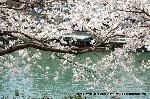 桜と茶だんごで宇治三昧