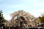 桜と茶だんごで宇治三昧 : 宇治川しだれ