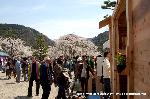 桜と茶だんごで宇治三昧 : 宇治しだれの周りには宇治名産品が