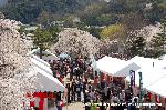 桜と茶だんごで宇治三昧 : 島内は多数のテントブースが