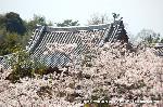 桜と茶だんごで宇治三昧 : 鳳凰堂の甍に桜