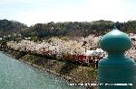 桜と茶だんごで宇治三昧 : 朝霧橋の橋上より中ノ島を見渡すと
