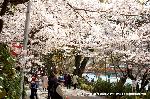 桜と茶だんごで宇治三昧 : 朝霧通りは桜のトンネル