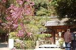 洛中洛外京桜図　一見さんの桜に通の桜　編　その三