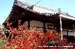 桜と茶だんごで宇治三昧 : 真紅のボケと本堂