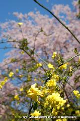 桜と茶だんごで宇治三昧 : 黄梅と枝垂桜