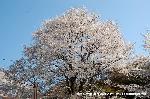 洛中洛外京桜図　一見さんの桜に通の桜　編　その四 : 「早蕨之古蹟」の左頭上にある大木