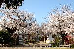 桜と茶だんごで宇治三昧 : この場所を知る人は少ないだろう