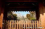 桜と茶だんごで宇治三昧 : 目ざとく桜を見つける
