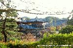 桜と茶だんごで宇治三昧 : 鳳凰堂