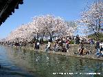 桜と茶だんごで宇治三昧 : 中ノ島より西の流れは穏やか