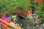 京の春祭/　紫野御霊会　今宮神社