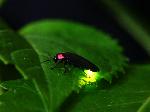 京の蛍 : 愉快な仲間たちより転載