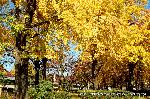 親鸞聖人の黄葉に銀杏を肖る : イチョウ公園北側
