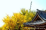 近場で紅葉狩