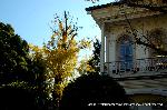 親鸞聖人の黄葉に銀杏を肖る : 西本願寺大教校(だいきょうこう)の施設として建てられた講堂