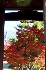 秋のくろ谷　金戒光明寺 : 山門から御影堂