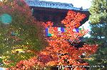 秋のくろ谷　金戒光明寺
