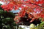 秋のくろ谷　金戒光明寺 : 甍を燃す緋のもみじ