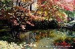 最後の紅葉あれこれ