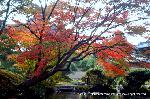 洛外紅葉街道　ドライブ計画