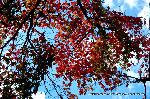 最後の紅葉あれこれ
