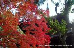 秋のくろ谷　金戒光明寺