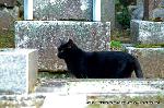 秋のくろ谷　金戒光明寺 : 墓地を走る黒猫案内人