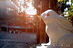 初詣にうさぎ神社へ　狛兎の岡崎神社 : 眺める位置でうさきの表情が変わる