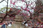 町歩きの節分風景 : 背後は三光門で　その中に本宮がある