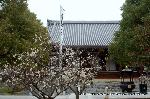 智積院の梅園に佇む