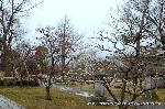 青梅の思い出