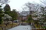 智積院の梅園に佇む