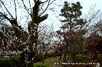 智積院の梅園に佇む : 出入口の南は土塀に代わり紅白梅が