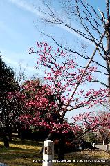 智積院の梅園に佇む