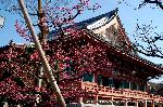 智積院の梅園に佇む