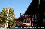 智積院の梅園に佇む