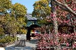 智積院の梅園に佇む : 右の紅梅　先は大書院　