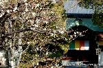 智積院の梅園に佇む : 左に白梅　右に紅梅　