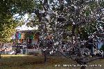 智積院の梅園に佇む