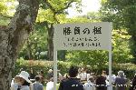 葵祭の前儀　賀茂競馬会 : 勝負の楓(もみじ)