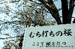 葵祭の前儀　賀茂競馬会 : 鞭打ちの桜