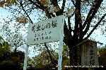 葵祭の前儀　賀茂競馬会 : 馬出しの桜