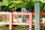 御霊さんで一初を　大田ノ沢で杜若 : 大田ノ沢ノ杜若は天然記念物