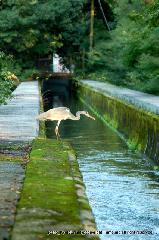  南禅寺の奥山　神明山の紅葉 : 水路閣の上部、水路部分